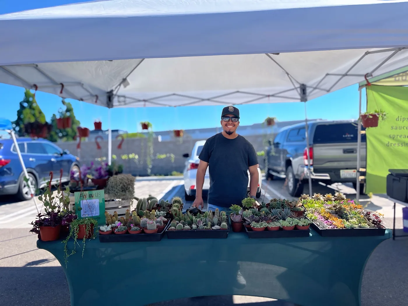 Succulents arranged for the market