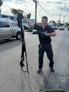 What's in your drains?